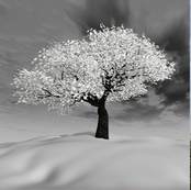 arbre-hiver.jpg