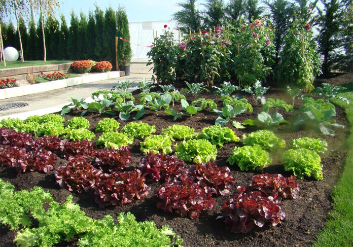 Agrotonome : ce potager composteur (terrasse et jardin) permet de cultiver  et de nourrir les plantes en même temps - NeozOne