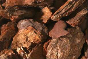 ecorce de pins.jpg 3.jpg