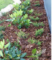 mulch 3.jpg