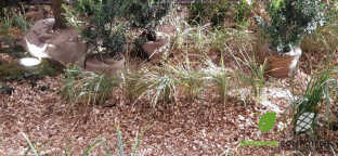 paillage aulnes 3.jpg