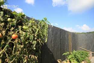 Stella palissade6.jpg